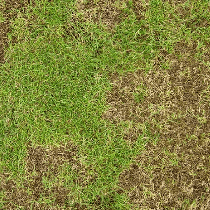 a patch of grass with dirt